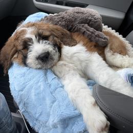 Saint Berdoodle Puppies from Country Manor Saint Berdoodles