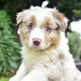Australian Shepherd Puppies from Ruff & Tumble Australian Shepherds