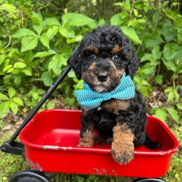 Light blue - Tri-color male Bernedoodle puppy in Calico Rock, Arkansas from Cottrell’s Poodles & Doodles