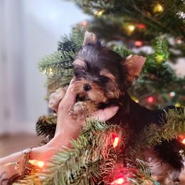 Chihuahua and Yorkshire Terrier Puppies from Royalty Tracks 👑🐾