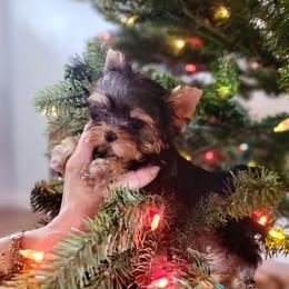 Chihuahua and Yorkshire Terrier Puppies from Royalty Tracks 👑🐾
