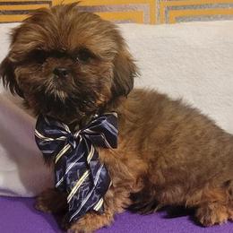 Phantom - Red male Shih Tzu puppy in Parma, Ohio from D's DeVine Shih-Tzu