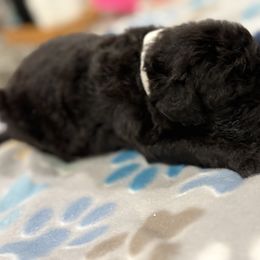 Goldendoodle and Poodle Puppies from Southern Stroll Poodles & Doodles