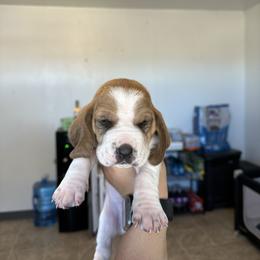 Boy 1 - Brown and white male Basset Hound puppy in Las Animas, Colorado from J&D Dachsies