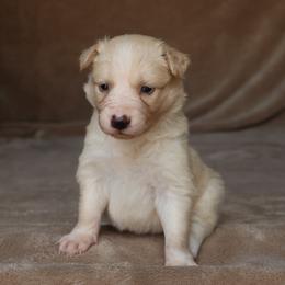 Honeybee - Gold female Border Collie puppy in Courtland, Alabama from C Bar C Ranch Border Collies