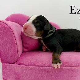 Ezra - Tri-color male Bernedoodle puppy in Comanche, Texas from Central Texas Doodles, LLC.