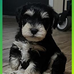 Diva - Parti female Miniature Schnauzer puppy in Carriere, Mississippi from Sassy Schnauzers