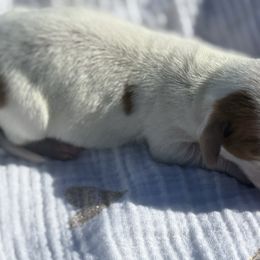 CKC RED PIEBALD - Piebald male Dachshund puppy in Anderson, California from Golden Paws Dachshunds
