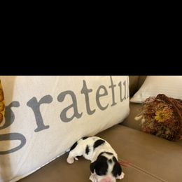 Cocker Spaniel Puppies from Scott & Lada’s Pups