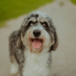 Remi - Aussiedoodle