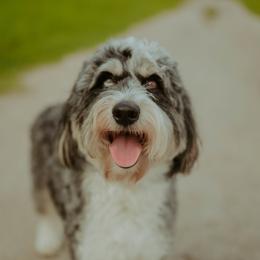 Remi - Aussiedoodle