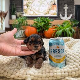 ...: R a y n e : ... :   t e d d y .. b e a r   : ... - Tri-color female Yorkipoo puppy in Hooper, Utah from Anchor Dogs