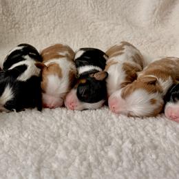 Cavalier King Charles Spaniel Puppies from True Heart Cavaliers llc
