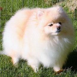Zara - Pomeranian