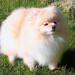 Zara - Pomeranian