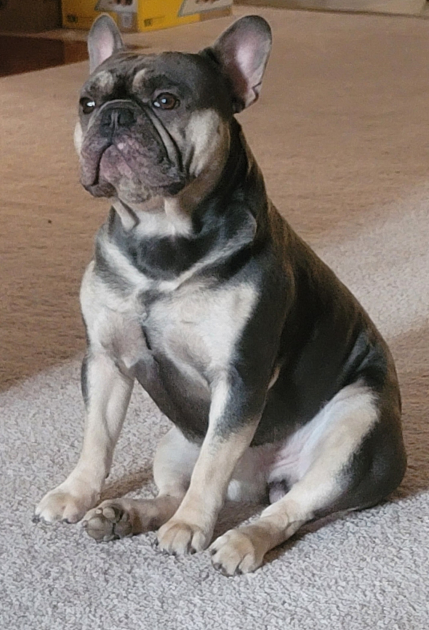 Beastly - French Bulldog