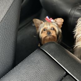 Paris - Yorkshire Terrier