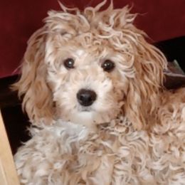 Maltipoos, Morkies, and Yorkipoos from Morkies and Yorkie-poos of Louisiana