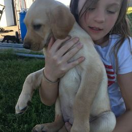 Labrador Retriever Puppies from Top Gun Retrieverz