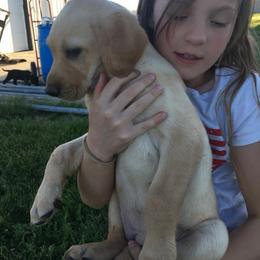 Labrador Retriever Puppies from Top Gun Retrieverz