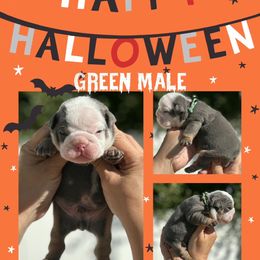 Green collar male - Blue tri-color male Bulldog puppy in Oxnard, California from Pech Family Bulldogs