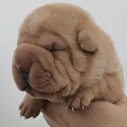 Pearl - Cream dilute female Chinese Shar-Pei puppy in Bakersfield, California from Cashmerewrinkles