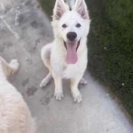 Berger Blanc Suisse and German Shepherd Puppies from Scenic Creek German Shepherds and White Swiss Shepherds