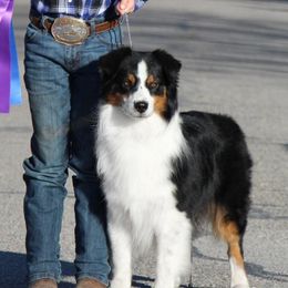Dillon - Australian Shepherd