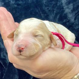 Pink Female - Parti female Goldendoodle puppy in Great Falls, Montana from Montana Goldendoodles