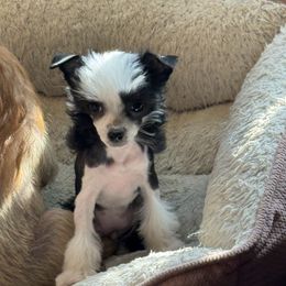 Eunice - Black and white female Chinese Crested puppy in Crook, Colorado from Colorado Cresteds