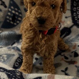 Goldendoodle Puppies from Adorable Lovable Mini Doodles