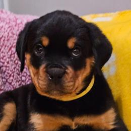 Female 2 yellow - Black and rust female Rottweiler puppy in Aspers, Pennsylvania from Vom Uberlegenen Rottweilers