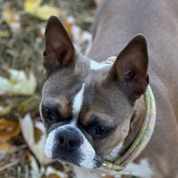 Juno - Boston Terrier