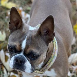 Juno - Boston Terrier