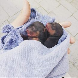 Chihuahua and Yorkshire Terrier Puppies from Royalty Tracks 👑🐾