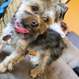 Yorkshire Terriers from Colorado Canyon Ranch Yorkied