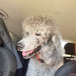 Poodle All Grown Up from Knight’s Standard Poodles