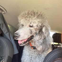 Poodle All Grown Up from Knight’s Standard Poodles