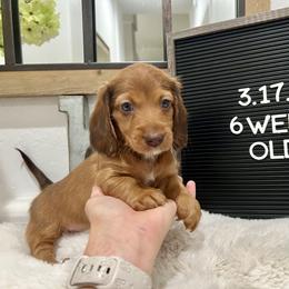 Woody - Red male Dachshund puppy in Goodyear, Arizona from AZ Low Life Doxies