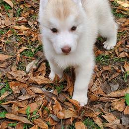 Paprika (pink) - Red and white female Siberian Husky puppy in Elk River, Minnesota from Naturez Siberians