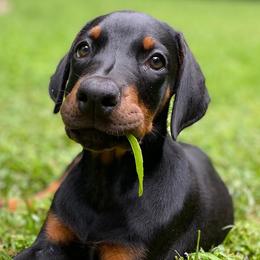 Doberman Pinschers from Valor Dobermans of N.C.