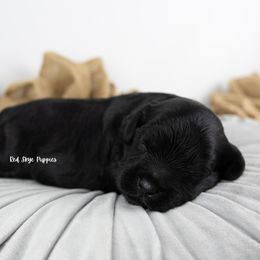 Salem - Black male Cavapoo puppy in Republic, Missouri from Red Skye Puppies