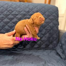 Na-Hoku - Caramel female Australian Labradoodle puppy in Alamo, Texas from QuiSal Labradoodles