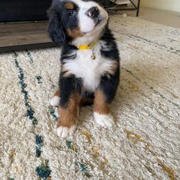 Bernese Mountain Dog and Golden Retriever All Grown Up from Gold Point Pups