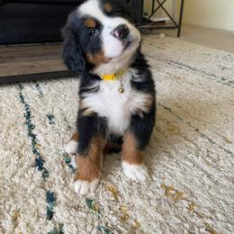 Bernese Mountain Dog and Golden Retriever All Grown Up from Gold Point Pups