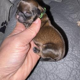 Green and black - Gold female Shih Tzu puppy in Eunice, Louisiana from 4J's Cajun Kennels
