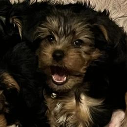 Yorkshire Terriers from Belle Adele Yorkies