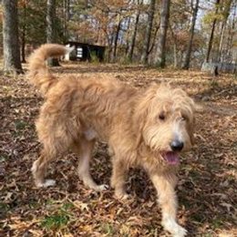 Goldendoodles and Poodles from Howling Heights