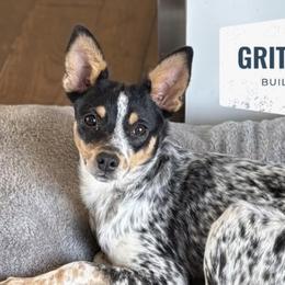 Squirrel - Australian Cattle Dog