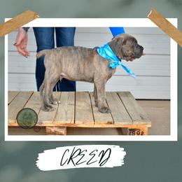 Creed - Gray and fawn male Cane Corso puppy in Choctaw, Oklahoma from Emerald Cane Corso